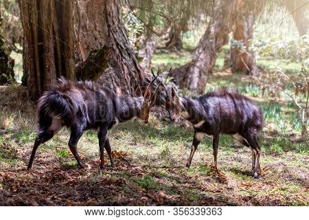 Fighting Two Endemic Animals Menelik Bushbuck In Natural Habitat, Tragelaphus Scriptus Menelik, Bale