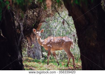Beautiful Animal, Female Of Mountain Nyala In Natural Habitat. Endemic Antelope, Bale Mountains Ethi