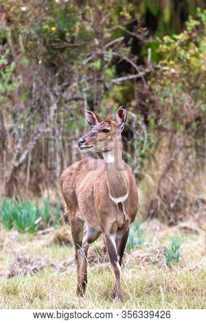 Beautiful Animal, Female Of Mountain Nyala In Natural Habitat. Endemic Antelope, Bale Mountains Ethi