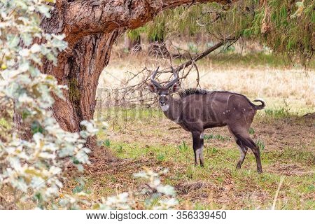 Beautiful Animal, Male Of Mountain Nyala In Natural Habitat. Endemic Antelope, Bale Mountains Ethiop
