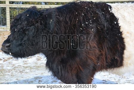 The Belted Galloway Is A Heritage Beef Breed Of Cattle Originating From Galloway In South West Scotl
