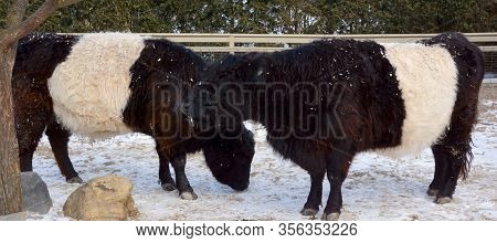 The Belted Galloway Is A Heritage Beef Breed Of Cattle Originating From Galloway In South West Scotl
