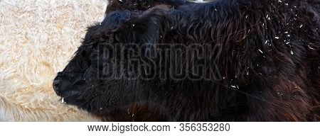 The Belted Galloway Is A Heritage Beef Breed Of Cattle Originating From Galloway In South West Scotl