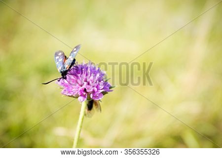 Scarlet Tiger Moth On Clover Flower Close Up. Nature Background