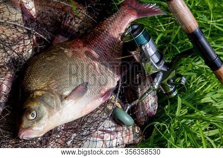 Successful Fishing -  Big Freshwater Bream Fish And Fishing Rod With Reel On Keepnet With Fishery Ca
