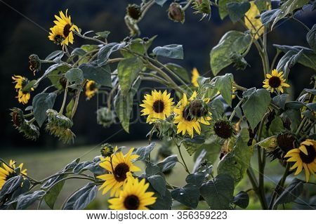 Blooming Little Sunflowers