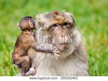 Barbary Macaque Monkeys.  A Baby Macaque Monkey And Their Mother Is Pictured.  Barbary Macaque Monke