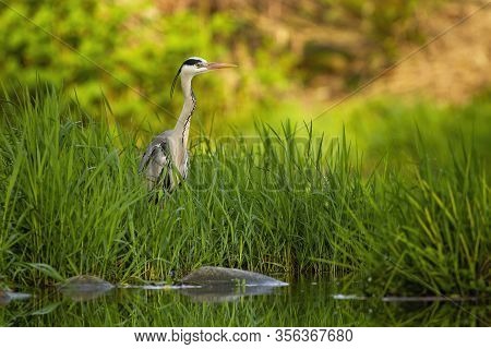 Attentive Grey Heron Hiding In Tall Green Grass Near River At Sunset In Summer.