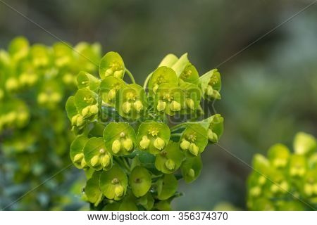 Close Up Of Euphorbia Flowers In Bloom