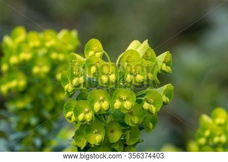 Close Up Of Euphorbia Flowers In Bloom