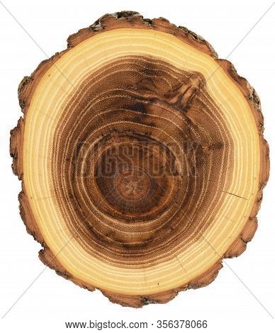 Acacia Wood Slab Unique Texture With Year Rings Texture Isolated On White Background Overhead View
