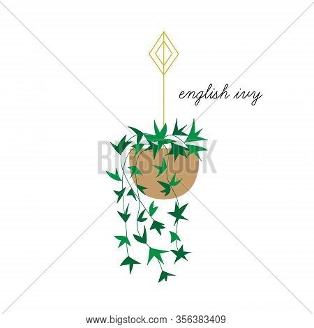 English Ivy Vector Illustration Graphic. Hand Drawn Cute Indoor Plant In Pot. Isolated.