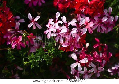 The Picture Shows A Pelargonium Webcap In The Garden