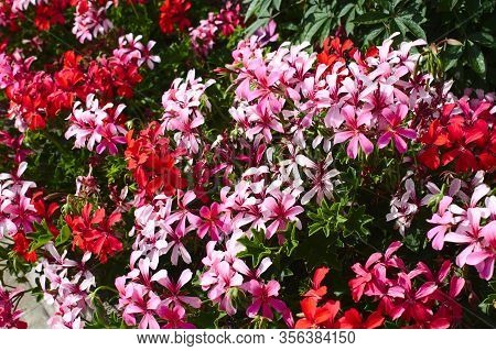 The Picture Shows A Pelargonium Webcap In The Garden