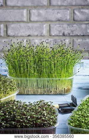 Shoots Of Young Greenery Of Scented Onion Jusai. Growing Green Useful At Home.