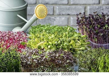 Young Shoots Of Sunflower, Basilica, Amaranth Close-up. Growing Micro Green At Home. Super Food.