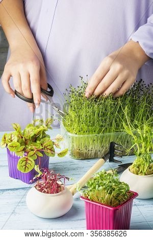 Young Shoots Of Fragrant Onion Jusai, Closeup. The Girl Cuts With Scissors Micro Greens For Salad.