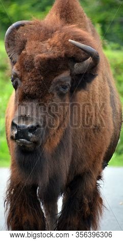 Agriculture, America, American, Animal, Big, Bison, Black And White, Breeding, Brown, Bull, Canyons,