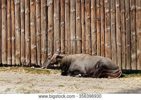 Antelope Nilgai Or Blue Bull (boselaphus Tragocamelus)