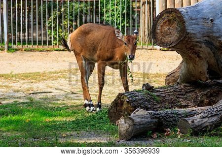 Antelope Nilgai Or Blue Bull (boselaphus Tragocamelus)