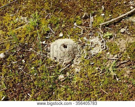 Small Hole And Dirt Mound From Ground Bee Insect