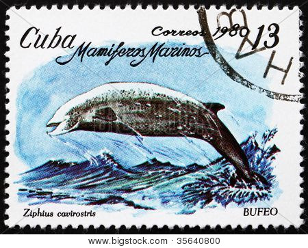 ไปรษณีย์แสตมป์ Cuba 1980 Cuvier วาฬ Beaked