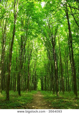 Wald