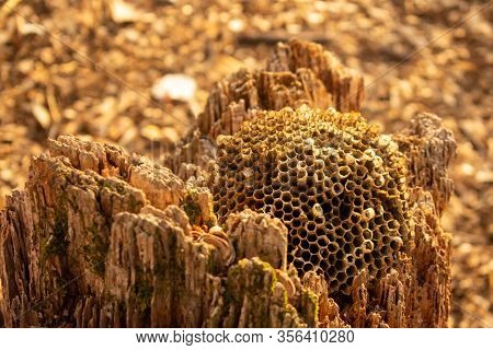 A Dried Out Bee Nest Resting On A Tree In A Forest