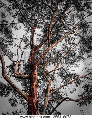 Tree With Orange Bark And Mist In A Nice Place