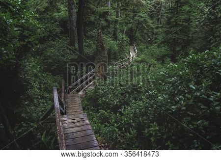 Beautiful Nature On Vancouver Island In Canada