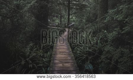 Beautiful Nature On Vancouver Island In Canada
