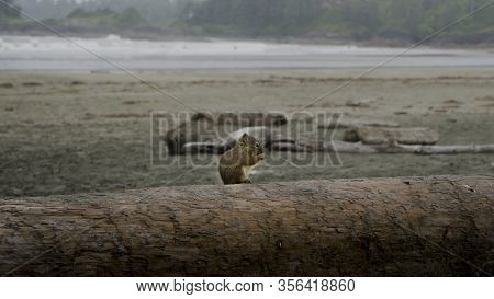 Beautiful Nature On Vancouver Island In Canada