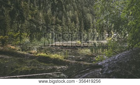 Beautiful Nature On Vancouver Island In Canada