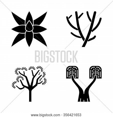 Desert Plants Glyph Icons Set. Exotic Flora. Fox Tale Agave, Pencil Cactus, Joshua Tree, Ponytail Pa