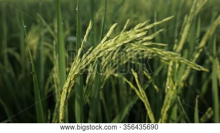 An Awesome Portrait From Grains Of Rice
