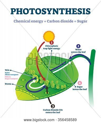 Photosynthesis Leaf Vector Illustration. Labeled Educational Scheme Where Light Energy Converts To C