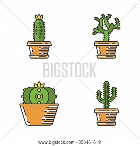 Wild Cacti In Pot Color Icons Set. Succulents. Teddy Bear Cholla, Peyote, Saguaro, Hedgehog Cactus. 