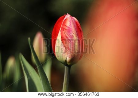Detail On Tulipa Agenensis Colored To Red And Yellow. Closed Blossom In The Morning. Pure Love And M