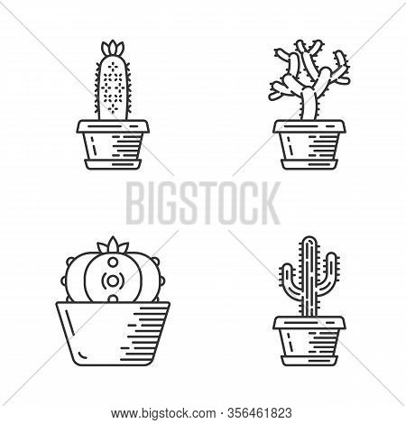 Home Cacti In Pot Linear Icons Set. Succulents. Teddy Bear Cholla, Peyote, Saguaro, Hedgehog Cactus.