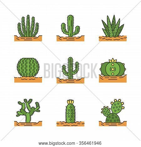 Wild Cactuses On Ground Color Icons Set. Mexican Tropical Flora. Succulents. Spiny Plants. Cacti Col
