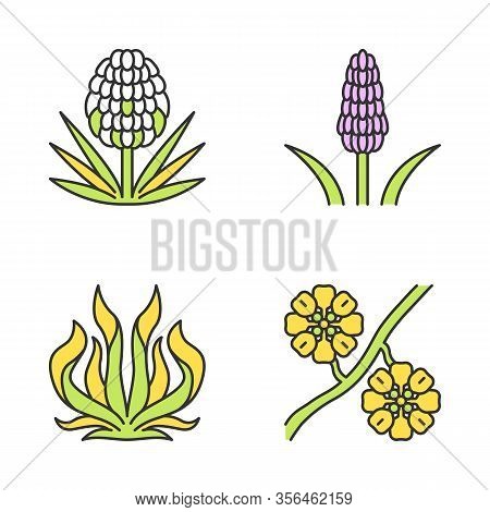 Desert Plants Color Icons Set. Exotic Flora. Yucca, Kniphofia, Century Plant, Whitestem Paperflower.