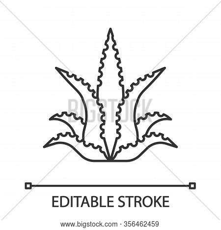 Aloe Vera Linear Icon. Fleshy Succulent. Exotic Desert Plant. Thin Line Illustration. Contour Symbol