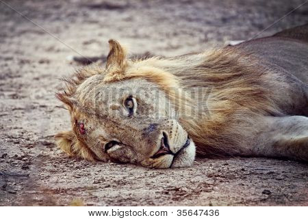luangwa Milli Parkı Zambiya vahşi Aslan