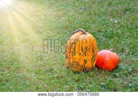 Pair Of Autumn Pumpkins With Green Grass. Outdoors In Park During Sunnny Fall.