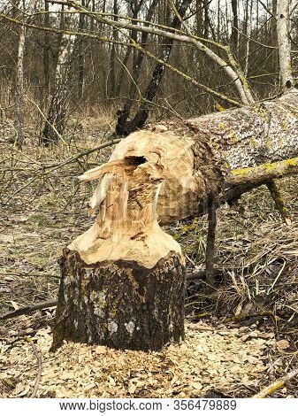 Tree Gnawed By Beavers Near The River. Close Up