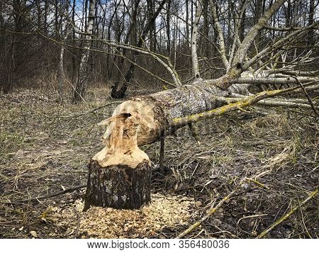 Tree Gnawed By Beavers Near The River. Close Up