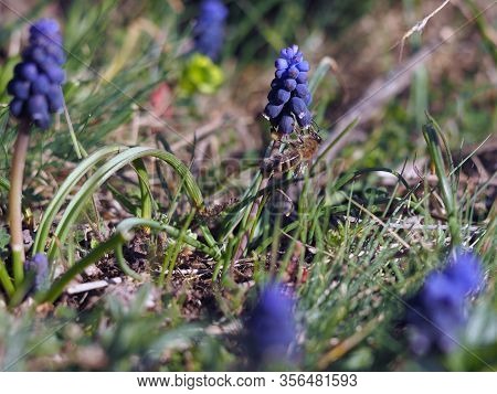 Muscari Neglectum- Early Spring Flower And Bee Pollinator