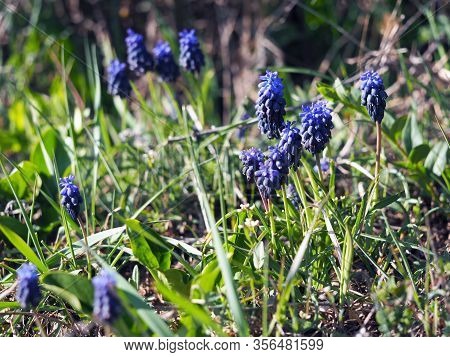 Muscari Neglectum From Aspsragacea Is Early Spring Flower
