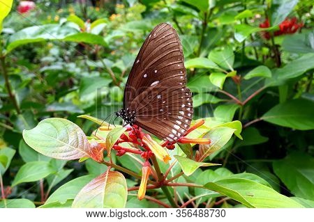 Brown Euploea butterfly in close up, Thailand