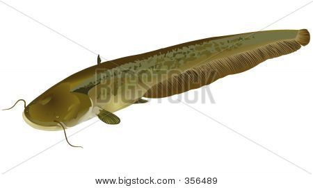 Pesce gatto